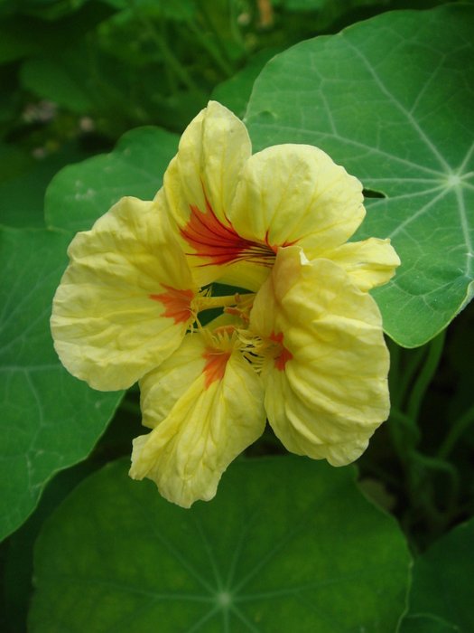 Tropaeolum majus 'Peach Melba' fleur